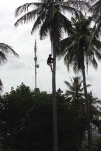 A worker harvesting coconuts is dwarfed by the palm